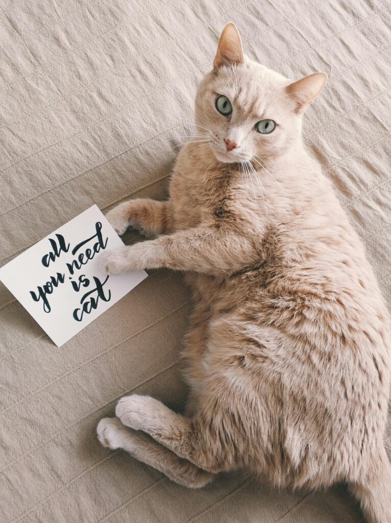 Adorable domestic cat lounging with a handwritten note saying 'All you need is cat'. Perfect cute pet portrait.